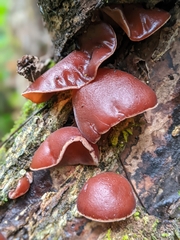 Auricularia angiospermarum