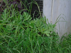 Kalanchoe prolifera