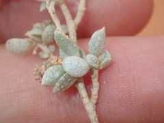 Atriplex vesicaria