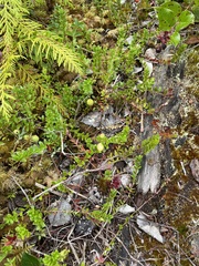 Vaccinium macrocarpon