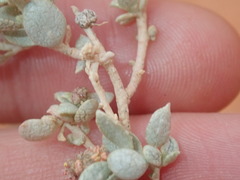 Atriplex vesicaria