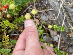 Vaccinium macrocarpon