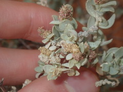 Atriplex vesicaria