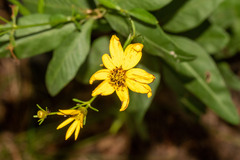 Coreopsis