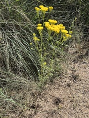 Hymenothrix wislizeni