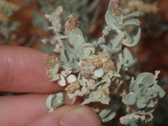 Atriplex vesicaria