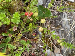 Vaccinium macrocarpon