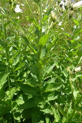 Campanula lactiflora