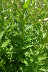 Campanula lactiflora