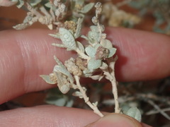 Atriplex vesicaria