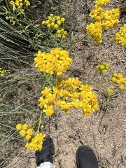 Hymenothrix wislizeni