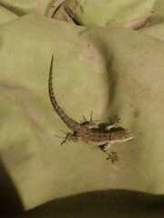 Urosaurus nigricauda