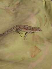 Urosaurus nigricauda