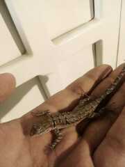 Urosaurus nigricauda