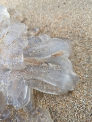 Catostylidae