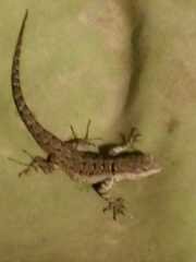 Urosaurus nigricauda