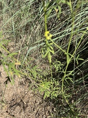 Hymenothrix wislizeni