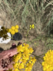 Hymenothrix wislizeni