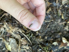 Armadillidium nasatum