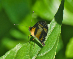 Castilia eranites