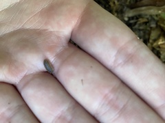 Armadillidium nasatum