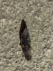 Semiotus luteipennis