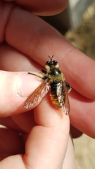 Laphria
