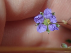 Erodium cygnorum