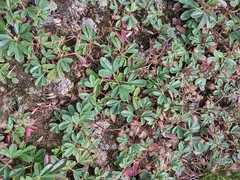 Sibbaldiopsis tridentata