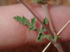 Erodium cygnorum