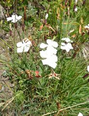 Dianthus cretaceus