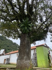 Agave atrovirens