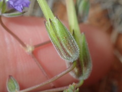 Erodium cygnorum
