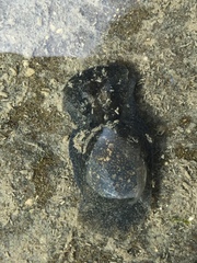 Papawera zelandiae