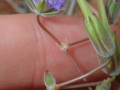 Erodium cygnorum