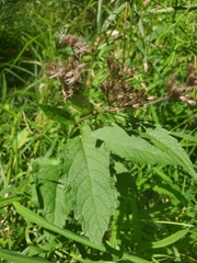 Eutrochium maculatum