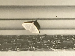 Diaphania costata