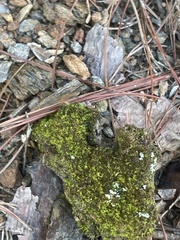 Didymodon tophaceopsis