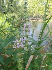 Stachys hispida