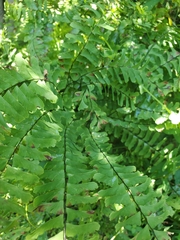 Adiantum pedatum