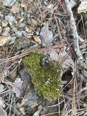 Didymodon tophaceopsis
