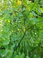 Adiantum pedatum