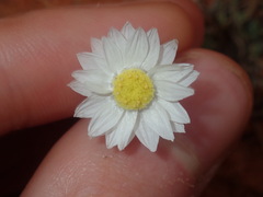 Rhodanthe chlorocephala