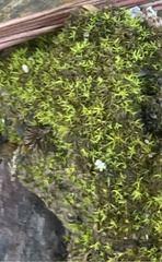 Didymodon tophaceopsis