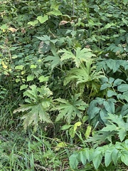 Napaea dioica
