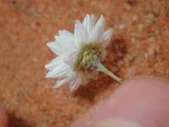 Rhodanthe chlorocephala