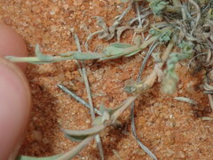 Rhodanthe chlorocephala
