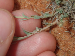 Rhodanthe chlorocephala