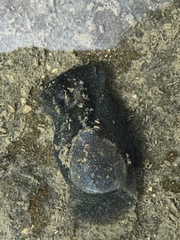 Papawera zelandiae