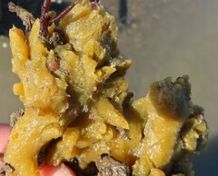 Halichondria bowerbanki